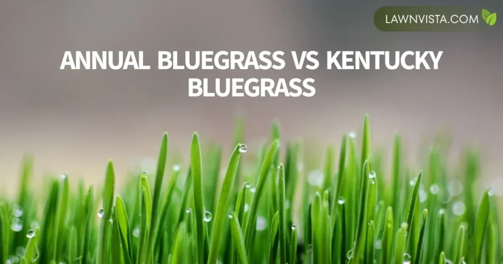 Illustrated comparison of annual bluegrass and Kentucky bluegrass showing differences in color, texture, and growth