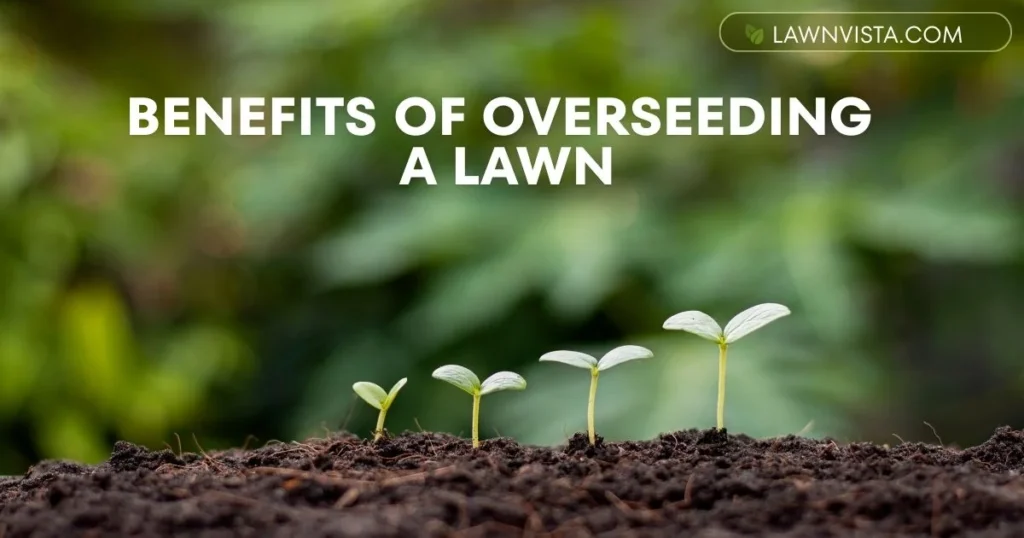 Illustrated lawn showing benefits of overseeding with thicker grass, filled bare spots, and improved green color