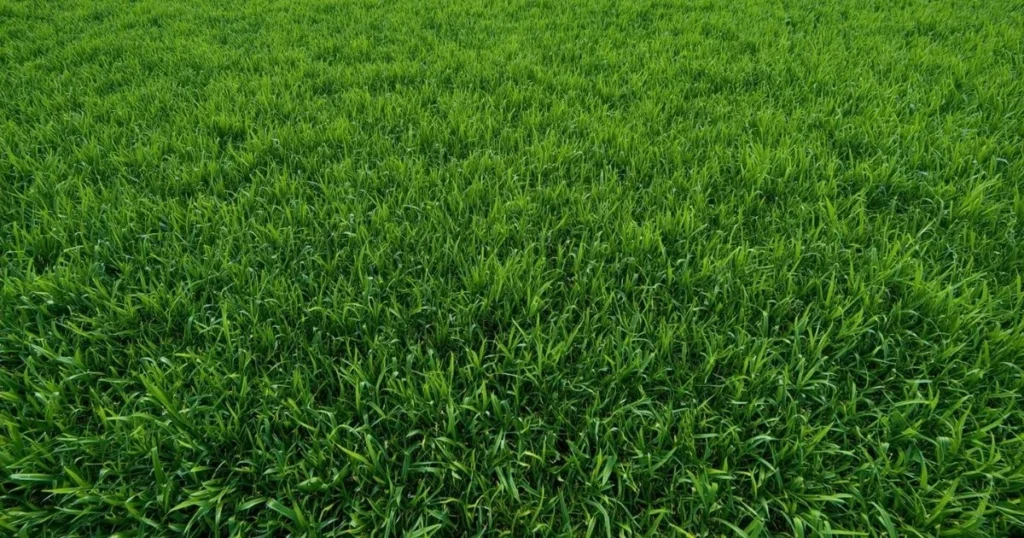 Surprising Bermuda Grass Florida Gallery