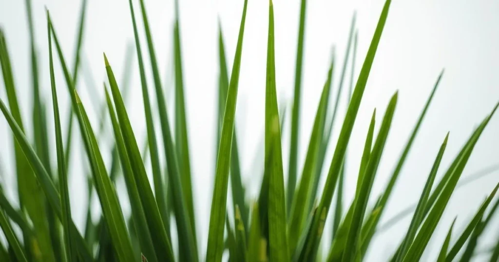 Close-up of Bermuda grass leaf blade shape and texture