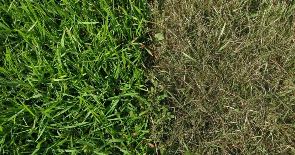 Bermuda grass growth in full sun compared to shade
