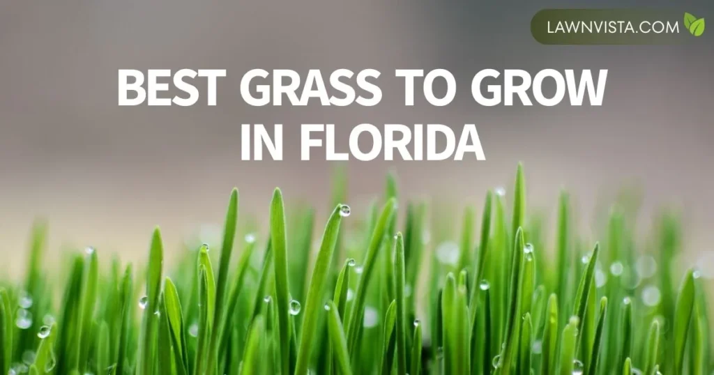 Illustrated Florida lawn with lush green grass showing warm climate conditions for choosing the best grass to grow in Florida