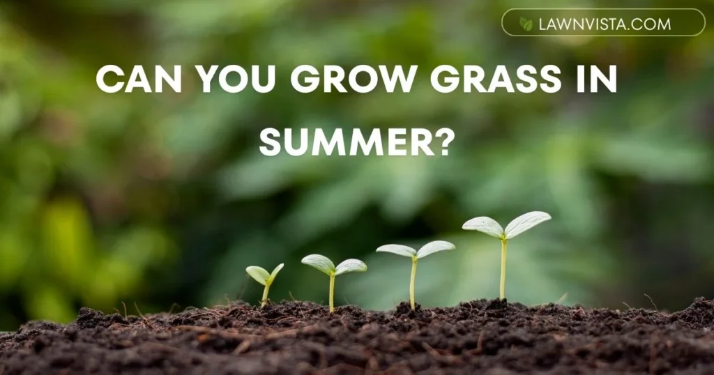 Young grass seedlings growing in soil during summer conditions with text asking can you grow grass in summer