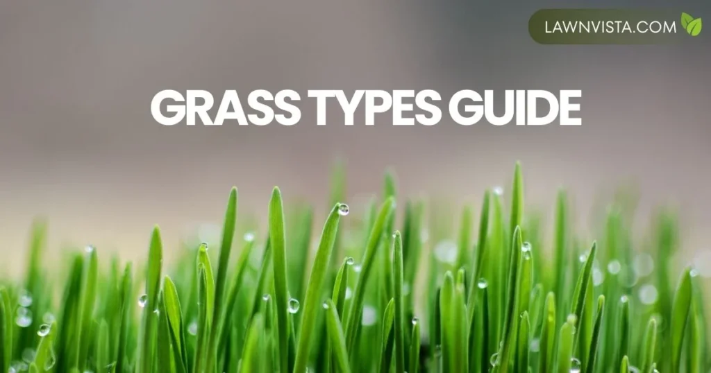 Fresh green illustrated grass types guide featured image