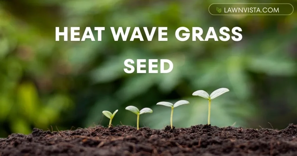 Grass seed struggling in hot weather during a heat wave with dry soil and sunlight