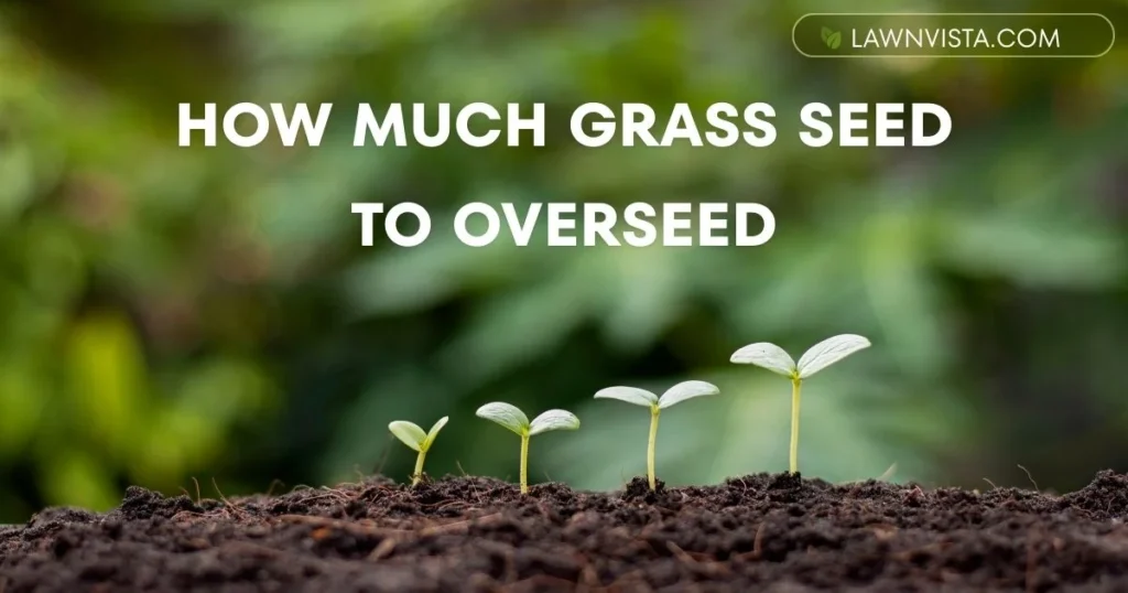 Illustrated guide showing how much grass seed to use when overseeding based on lawn condition
