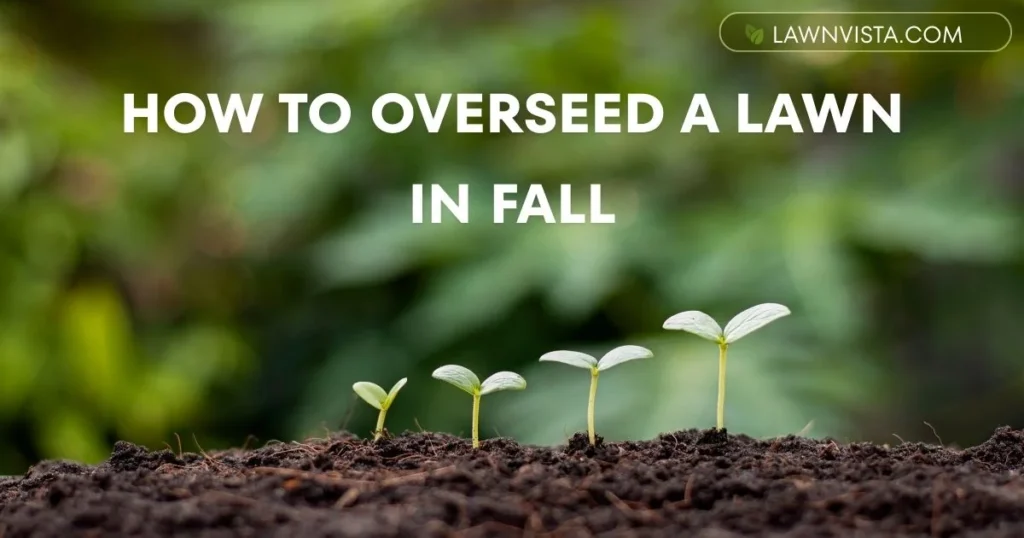 Illustrated step-by-step guide showing how to overseed a lawn in fall with mowing, seeding, and watering