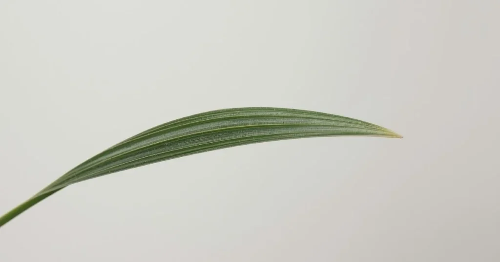 Kentucky bluegrass leaf tip showing boat-shaped end