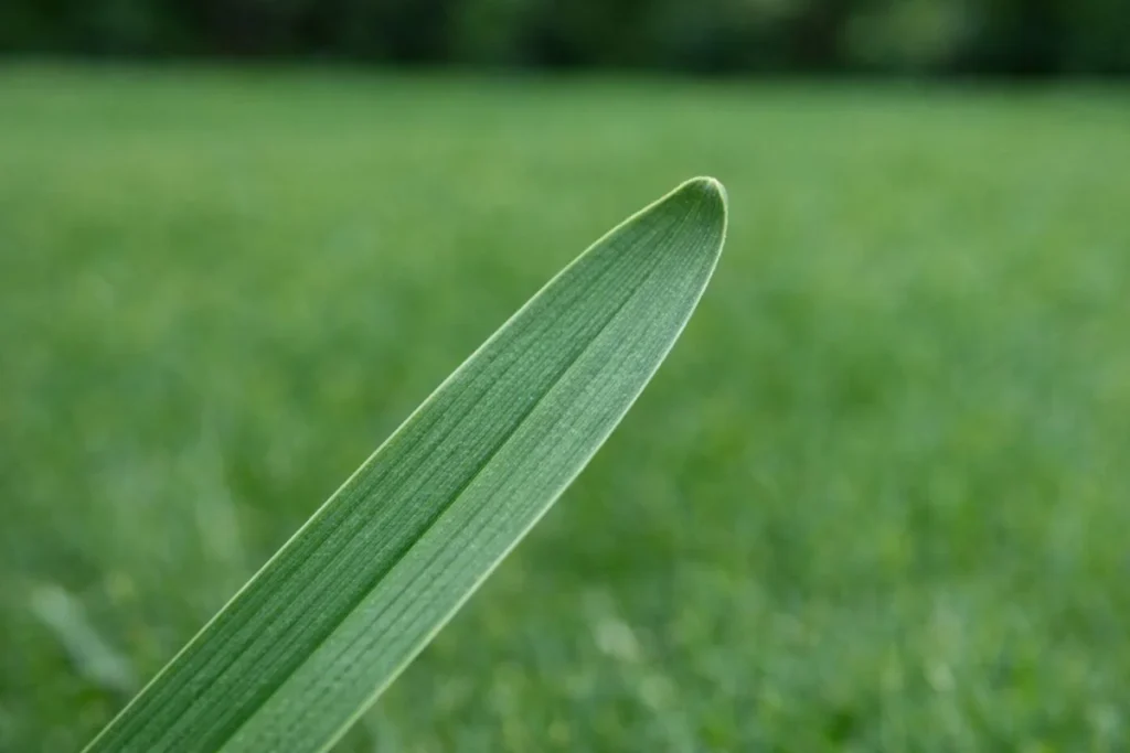 kentucky bluegrass leaf tip boat shape close up