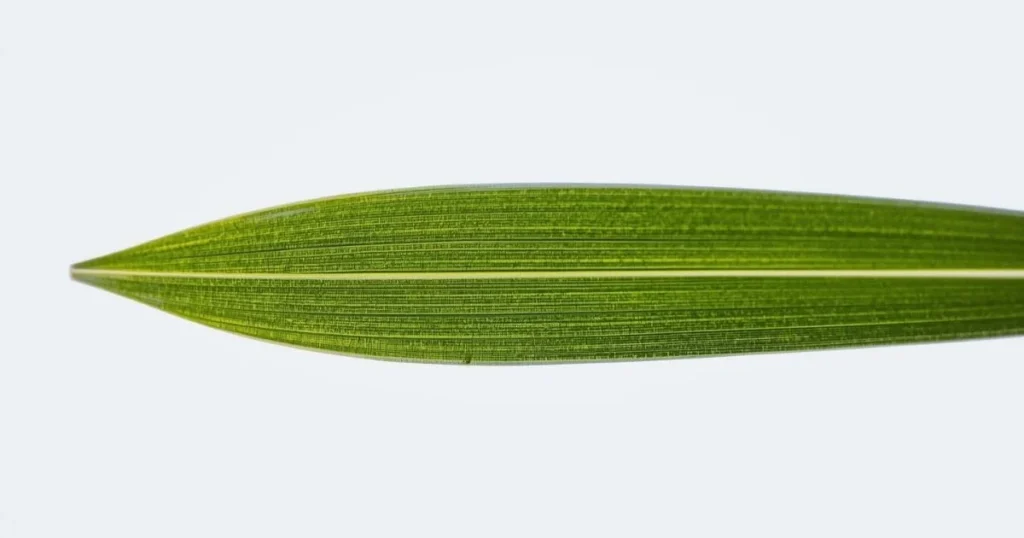 Kentucky bluegrass leaf with single mid-vein