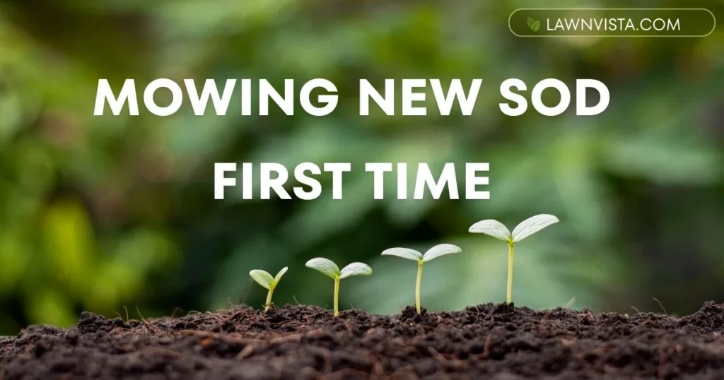 First time mowing new sod lawn after installation showing healthy grass and proper mowing height