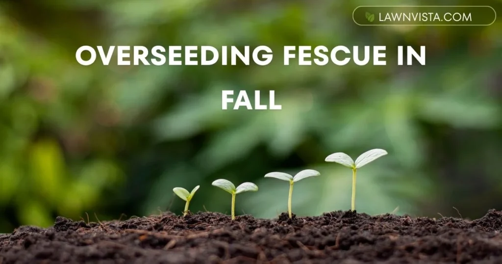 Illustrated fall lawn showing overseeding of fescue grass with seed spreader and autumn conditions