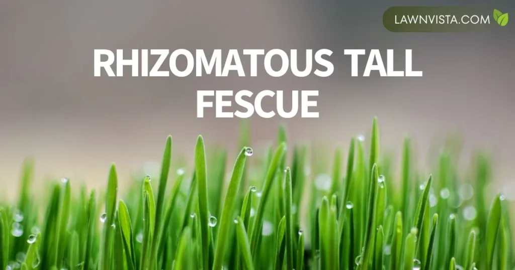 Illustrated rhizomatous tall fescue showing dense green blades and underground rhizomes spreading through soil