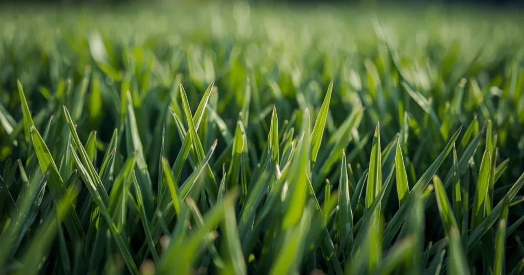 Close up of ryegrass lawn blades showing thin smooth leaves