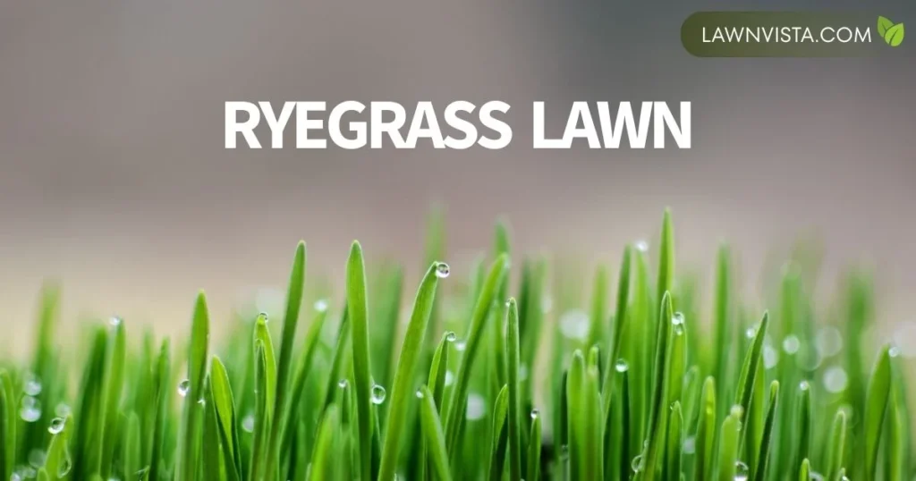 Illustrated ryegrass lawn showing fine textured bright green blades and dense upright growth