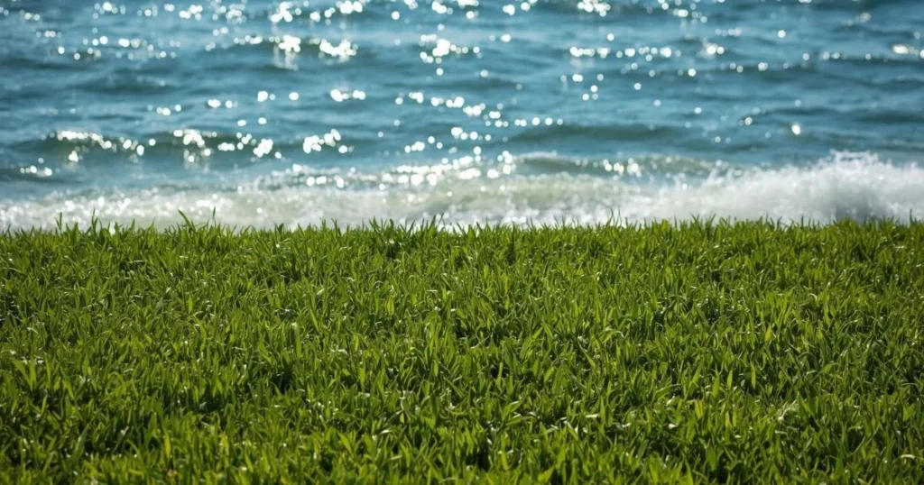 Seashore paspalum grass coastal Florida