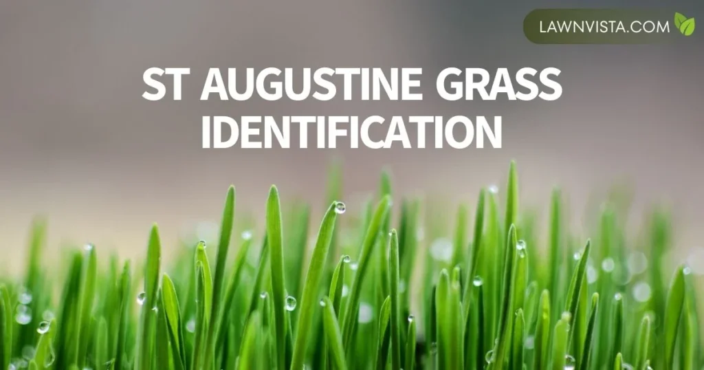 Illustrated close-up of St Augustine grass showing broad green blades and creeping stolons for easy identification