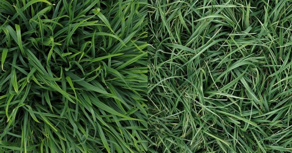 St Augustine grass vs Carpetgrass lawn comparison