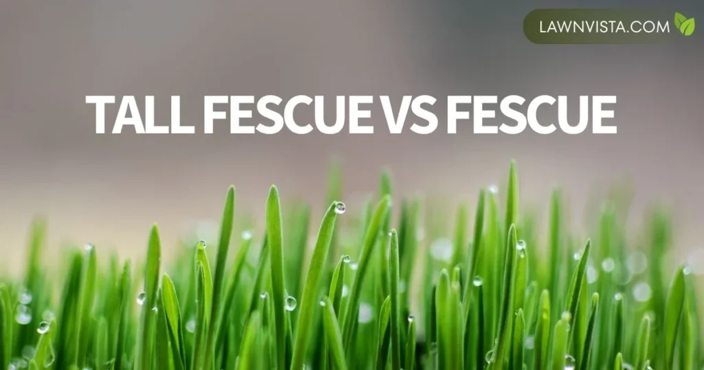Illustrated comparison of tall fescue and fine fescue grasses in a lush green lawn, titled “Tall Fescue vs Fescue”