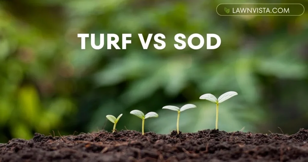 Comparison between turf and sod showing differences in lawn installation and grass appearance