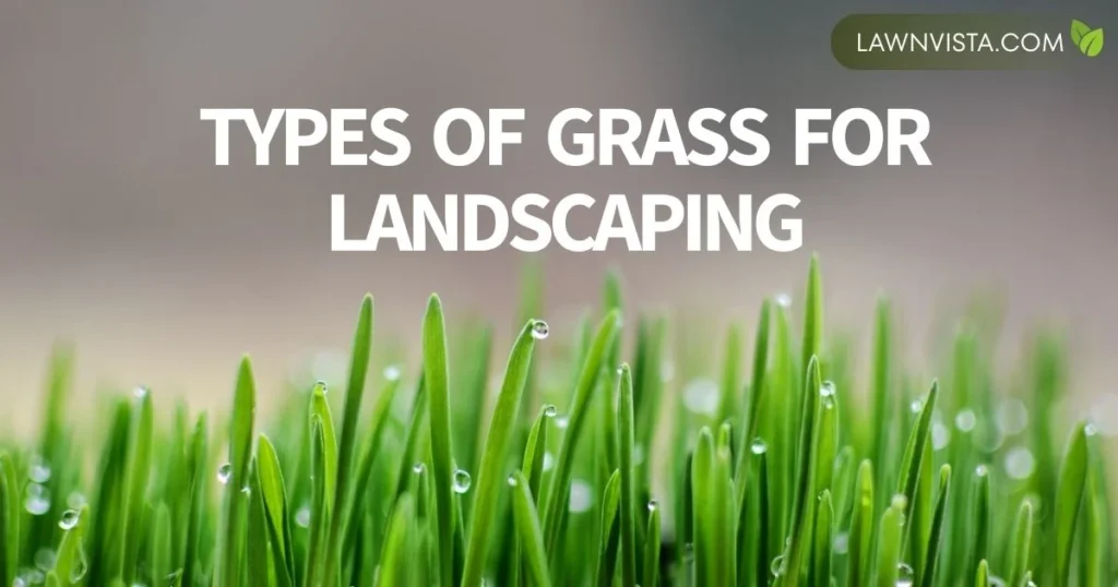 Illustrated lawn showing healthy green grass with the title “Types of Grass for Landscaping” for garden and landscape design