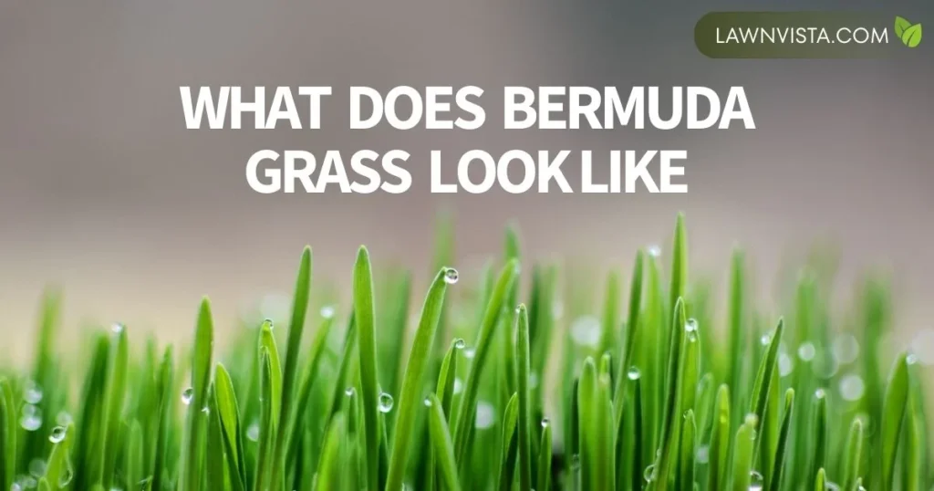Illustrated close-up of Bermuda grass showing fine green blades, dense growth, and spreading stolons