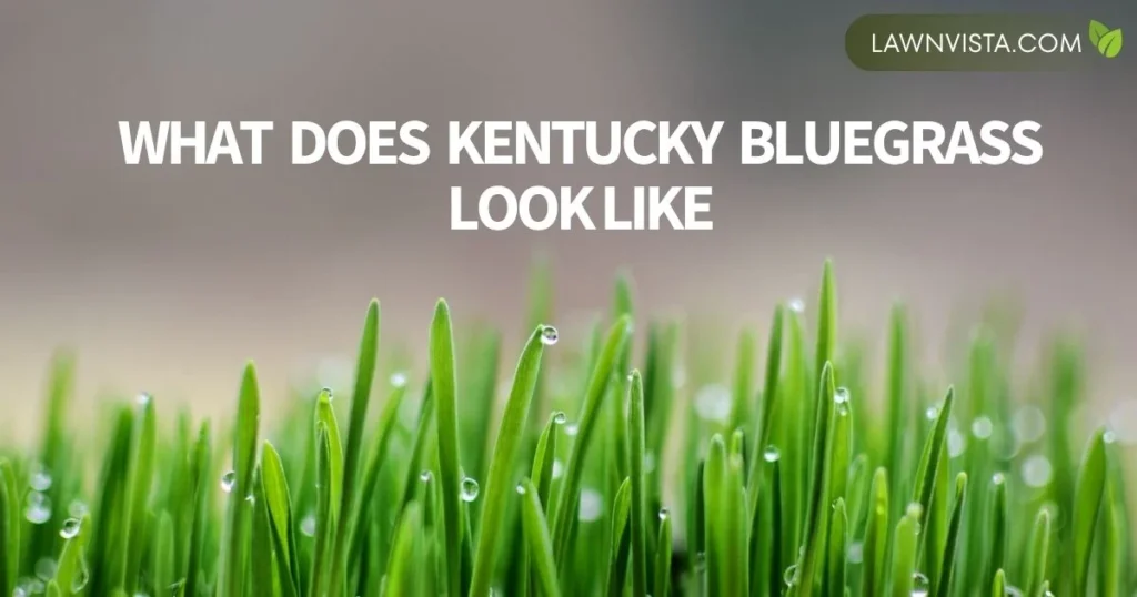 Illustrated close-up of Kentucky bluegrass showing fine textured blades and dense, rich green lawn growth