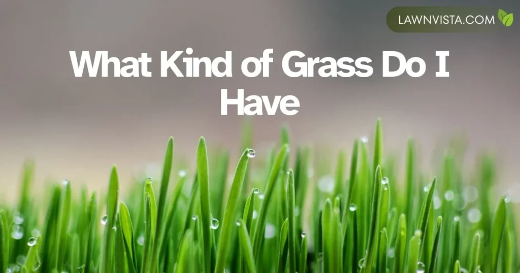 Illustrated guide image helping identify what kind of grass you have