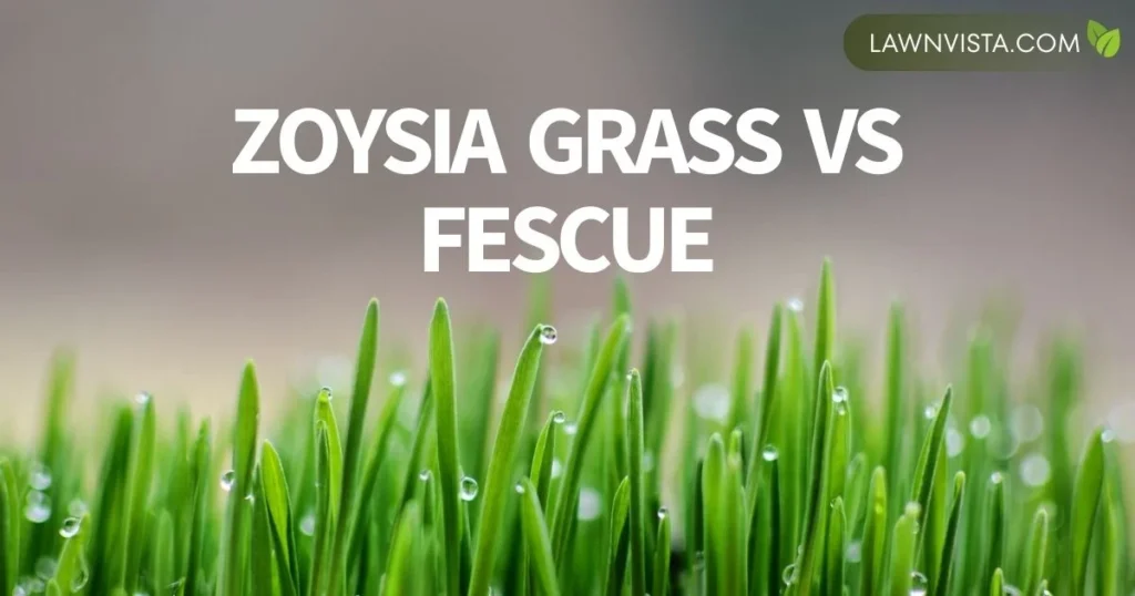 Illustrated comparison of Zoysia grass and fescue showing differences in blade texture, density, and growth pattern