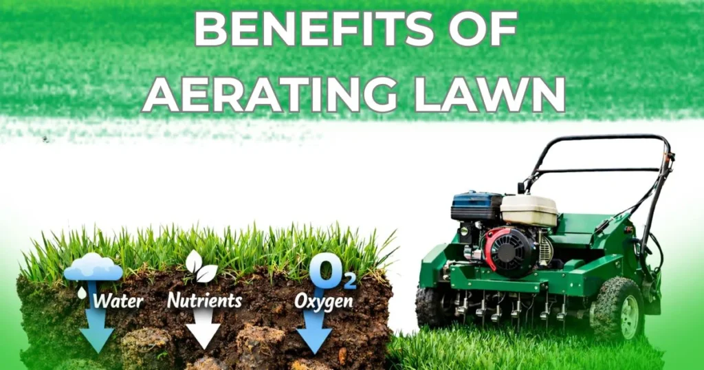 Healthy lawn showing benefits of aerating lawn including improved root growth and better water absorption