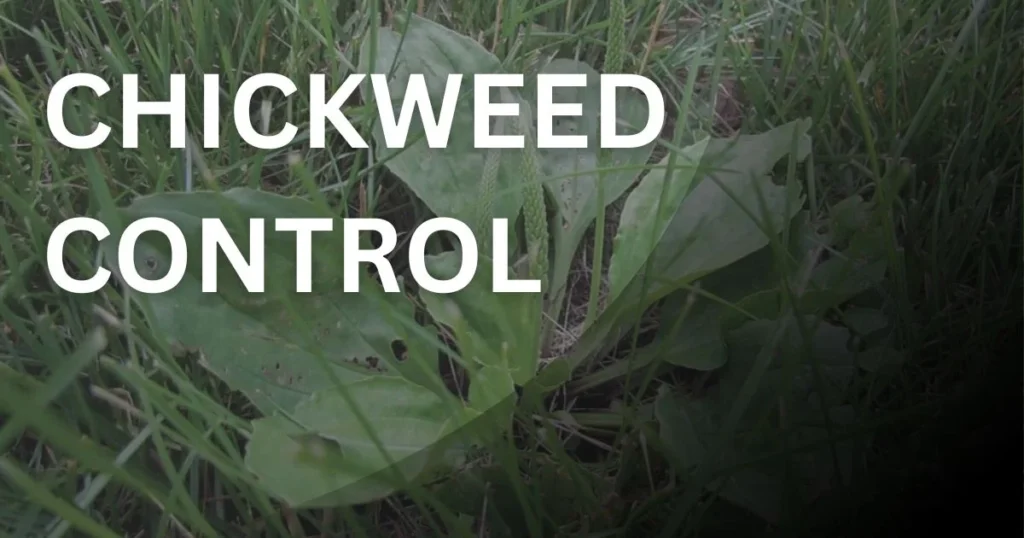 Chickweed growing in lawn grass showing effective chickweed control and removal methods