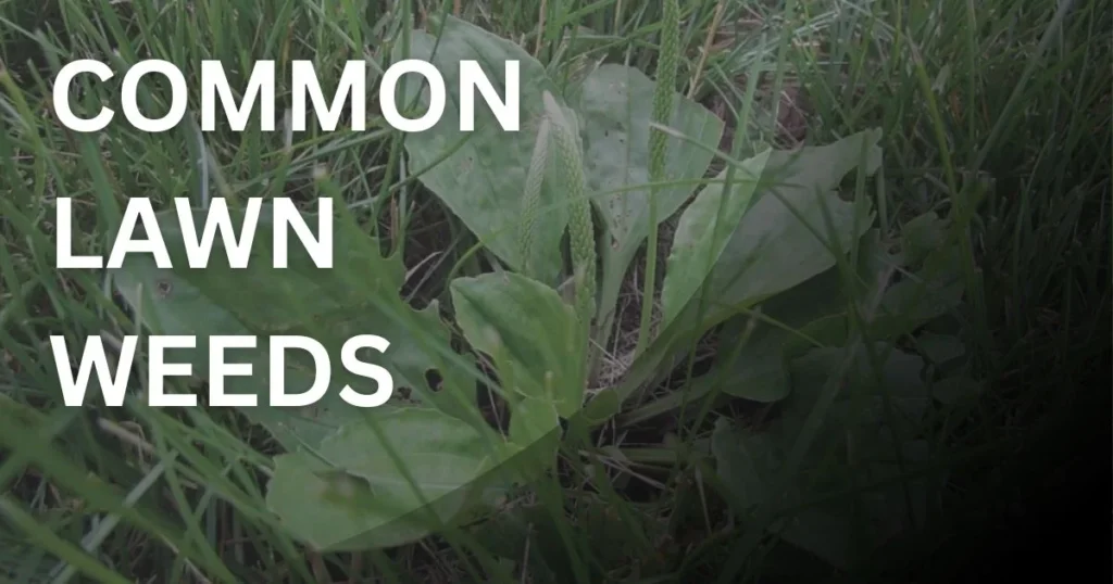 Various common lawn weeds growing in grass showing different leaf shapes and growth patterns