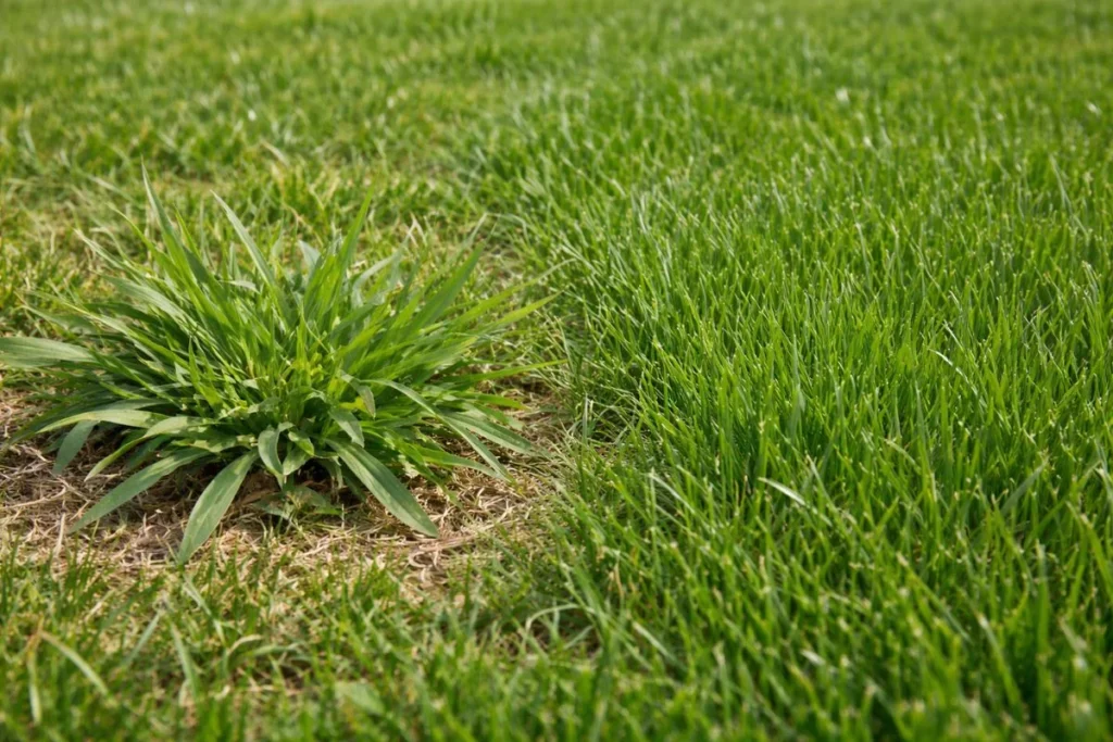 Crabgrass compared to lawn turfgrass in yard