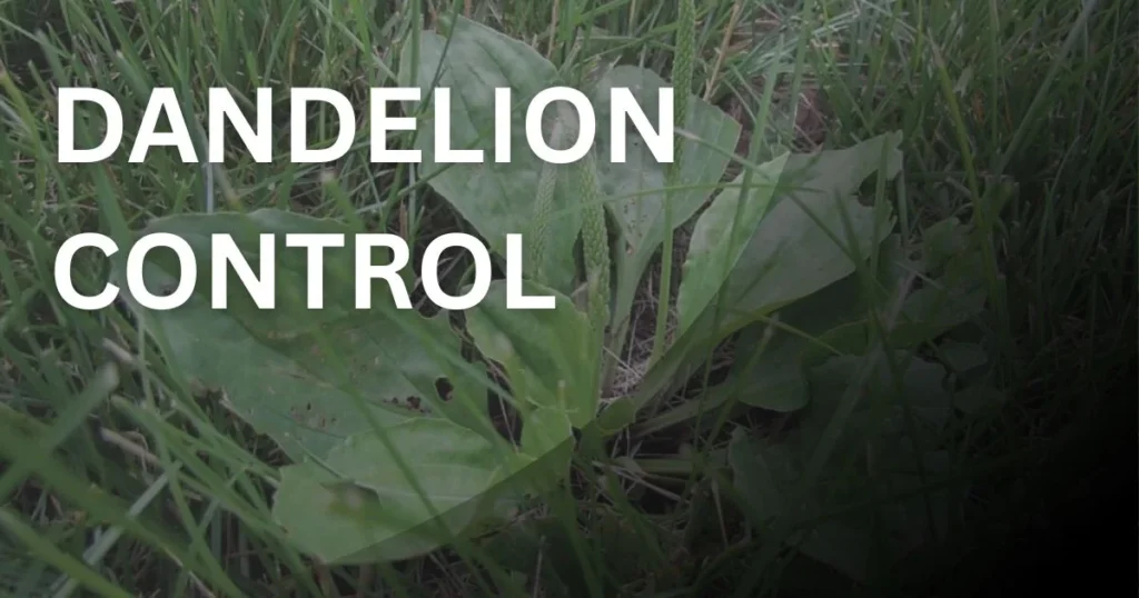 Dandelion weed in lawn with yellow flower showing methods for effective dandelion control