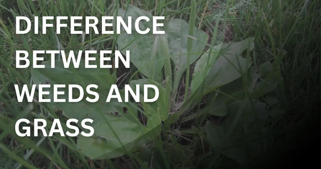 Comparison showing weeds and grass in a lawn highlighting differences in leaf shape and growth pattern