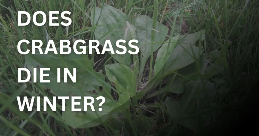 Crabgrass in lawn during cold weather showing seasonal dieback in winter