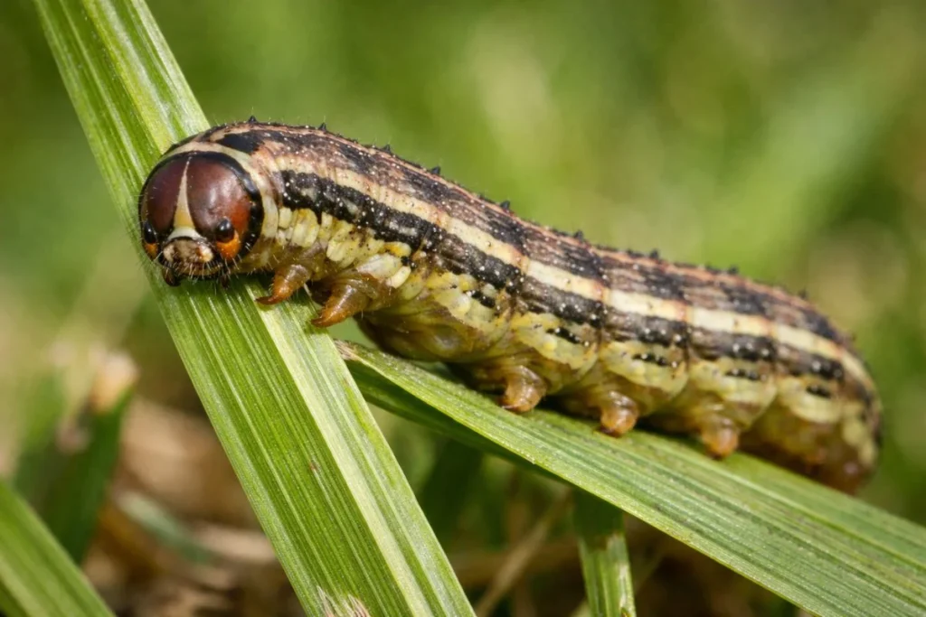 Close up of fall armyworm showing upside-down Y marking on head