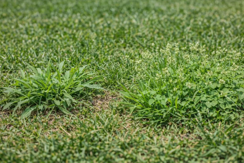 Crabgrass and annual bluegrass growing in lawn grass