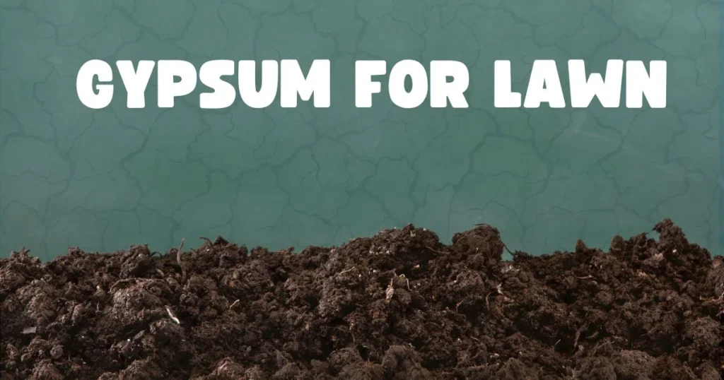 Applying gypsum to lawn soil to improve soil structure and reduce compaction