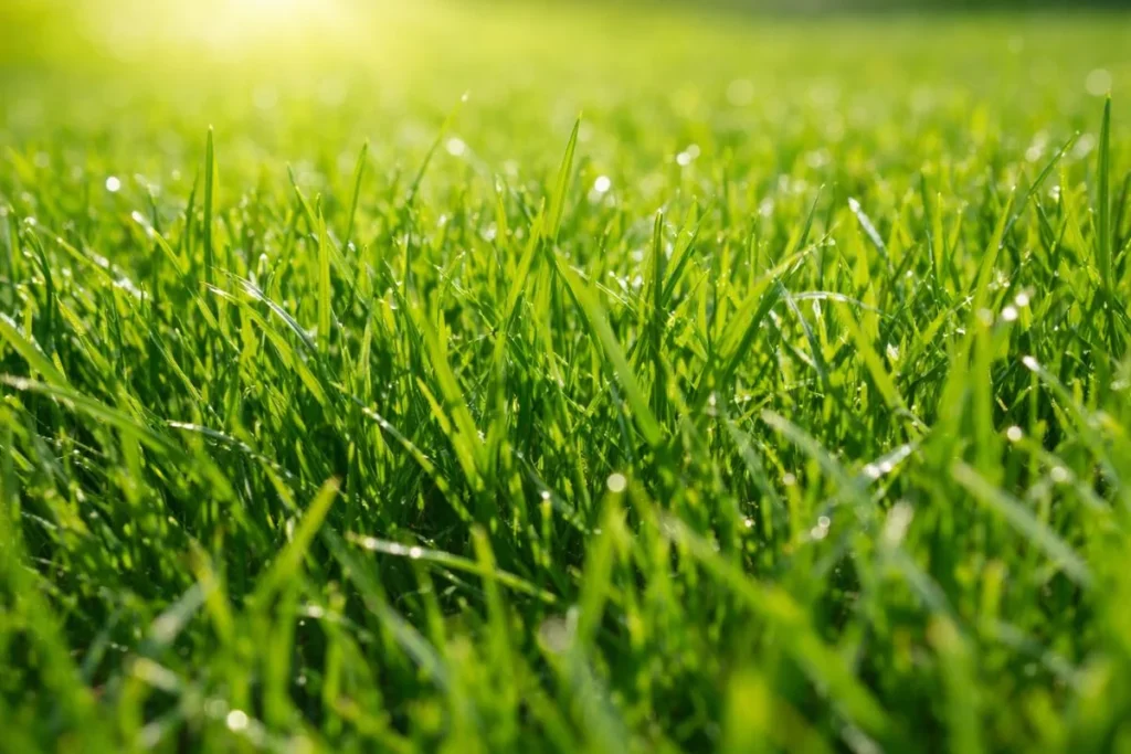Healthy lawn grass growing thick under proper mowing practices