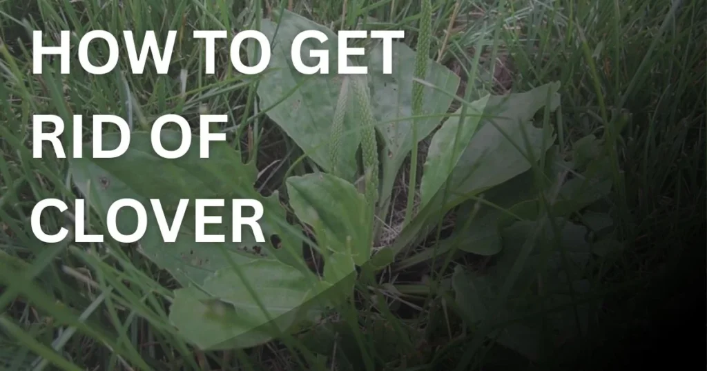 Clover weed growing in lawn grass showing removal and control methods