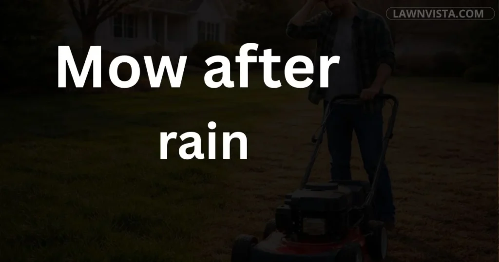 Wet lawn grass after rainfall showing proper timing and precautions for mowing after rain