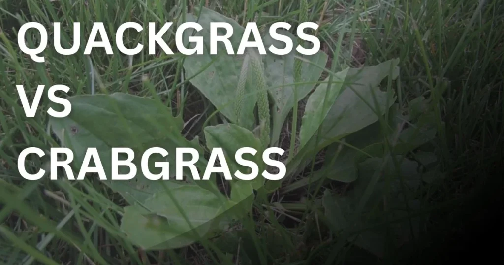 Comparison of quackgrass and crabgrass in lawn showing differences in leaf shape and growth pattern