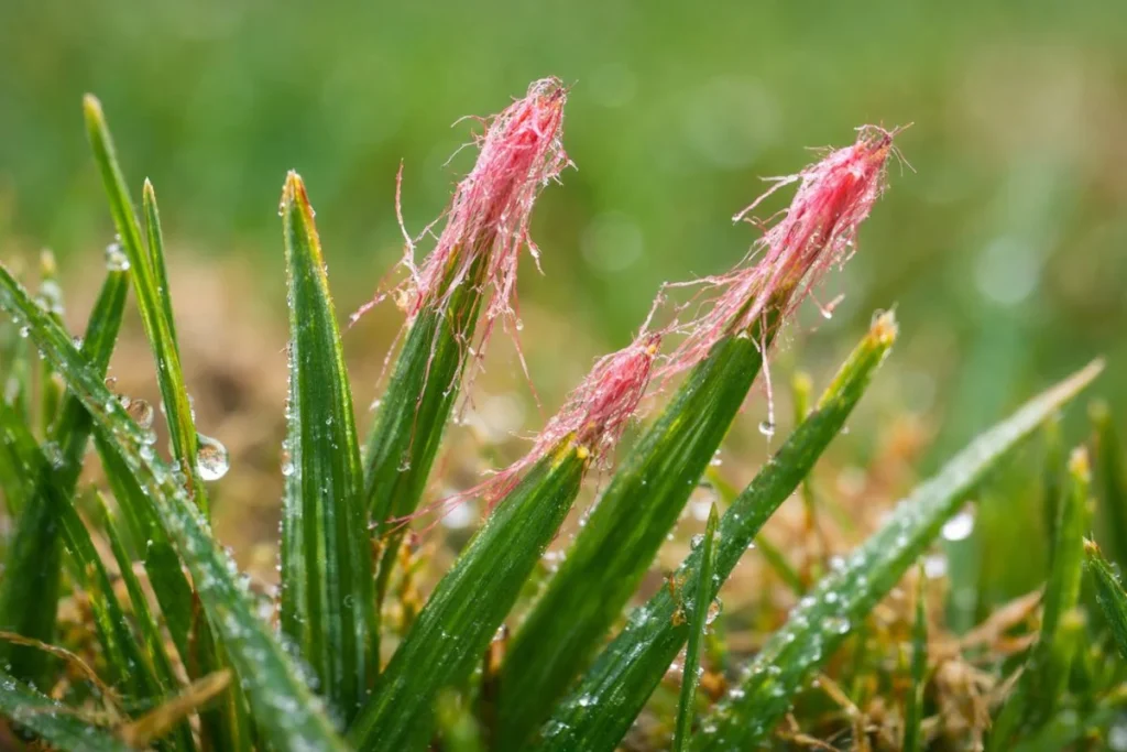 Close up of red thread fungus strands on grass blade tips