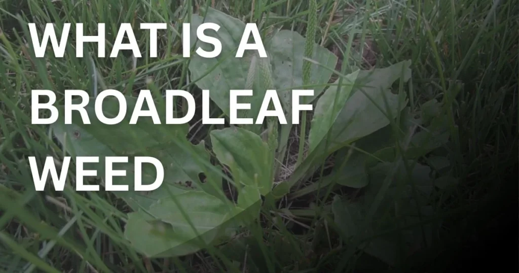 what-is-a-broadleaf-weed-featured.jpg