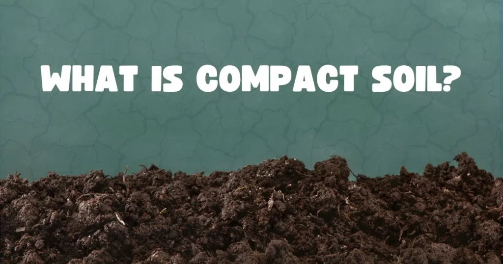 Compacted soil surface showing hard dense ground that restricts grass root growth
