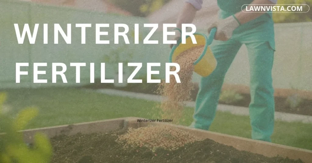 Applying winterizer fertilizer to lawn grass to strengthen roots before winter season