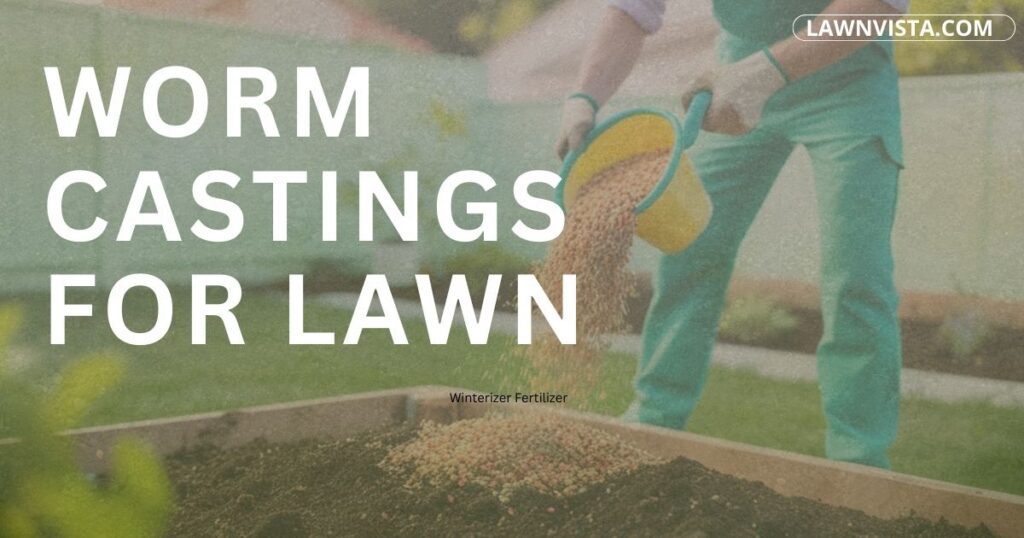 Applying worm castings to lawn grass to improve soil health and natural nutrient availability