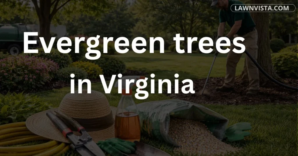 Evergreen trees growing in Virginia landscape showing year round green foliage