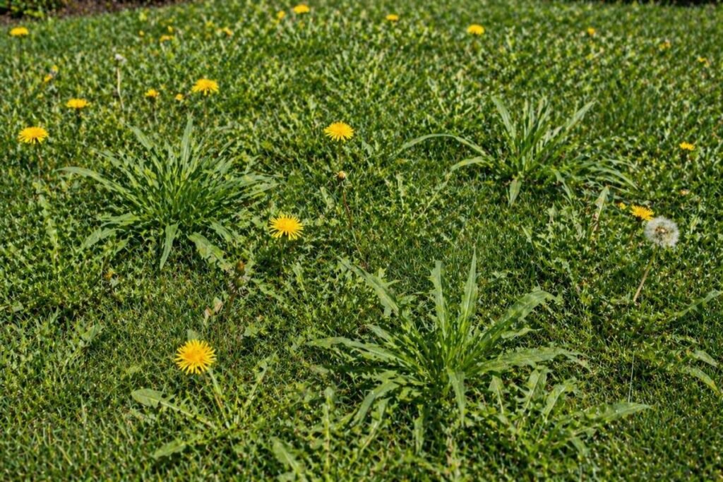 lawn full of weeds like dandelions and crabgrass